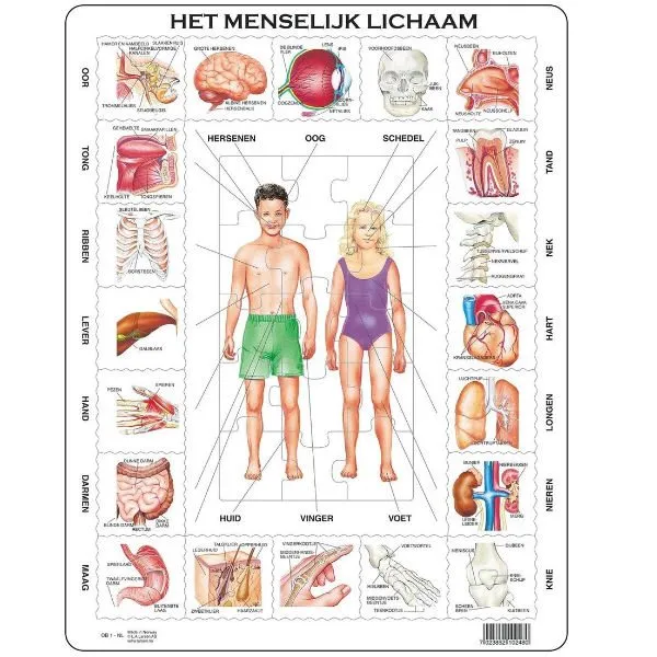 Puzzel Maxi Het menselijk lichaam – 35st